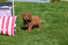 Cavapoo (teef) 30640