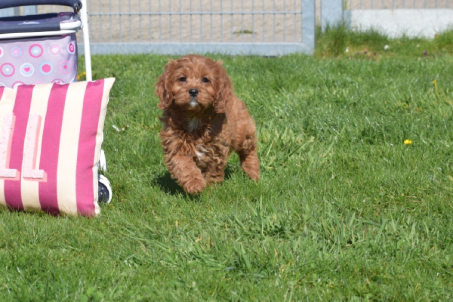 Cavapoo (teef) 30640