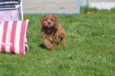 Cavapoo (teef) 30640