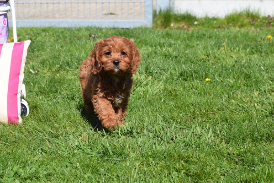 Cavapoo (teef) 30640