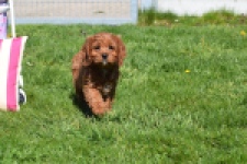 Cavapoo (teef) 30640