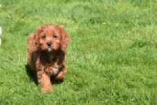 Cavapoo (teef) 30640