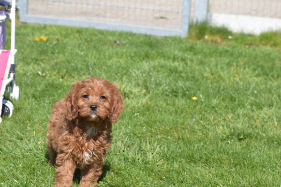 Cavapoo (teef) 30640
