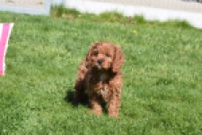Cavapoo (teef) 30640