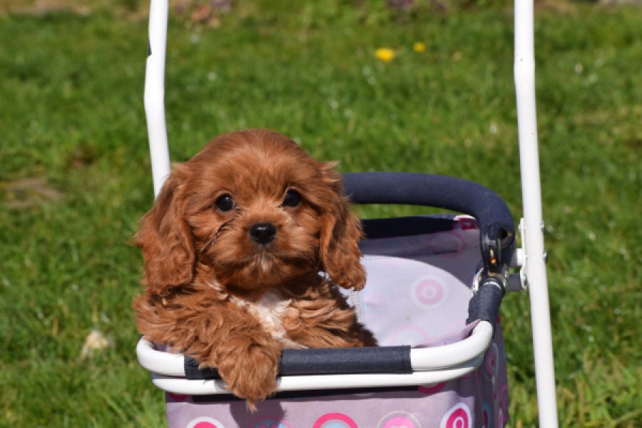 Cavapoo (reu) 30631