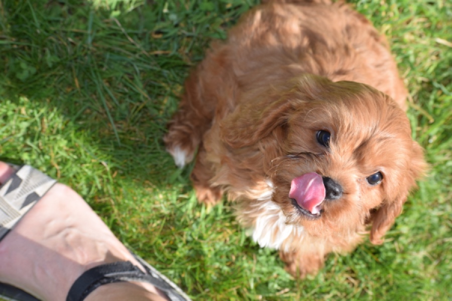 Cavapoo (reu) 30631