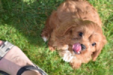 Cavapoo (reu) 30631