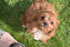 Cavapoo (reu) 30631