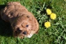 Cavapoo (reu) 30631