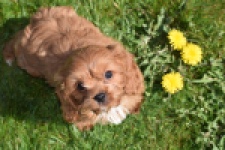 Cavapoo (reu) 30631