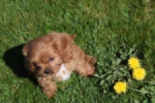 Cavapoo (reu) 30631