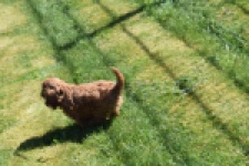 Cavapoo (reu) 30631