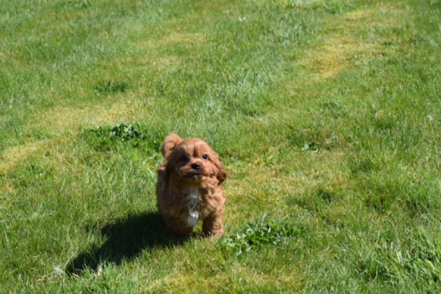 Cavapoo (reu) 30631