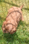 Cavapoo (reu) 30631