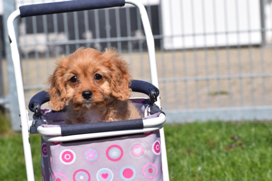 Cavapoo (teef) 30639