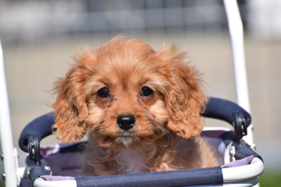Cavapoo (teef) 30639