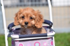 Cavapoo (teef) 30639