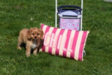 Cavapoo (teef) 30639