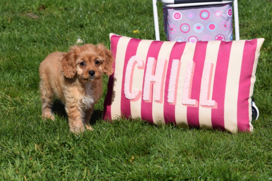 Cavapoo (teef) 30639