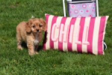 Cavapoo (teef) 30639