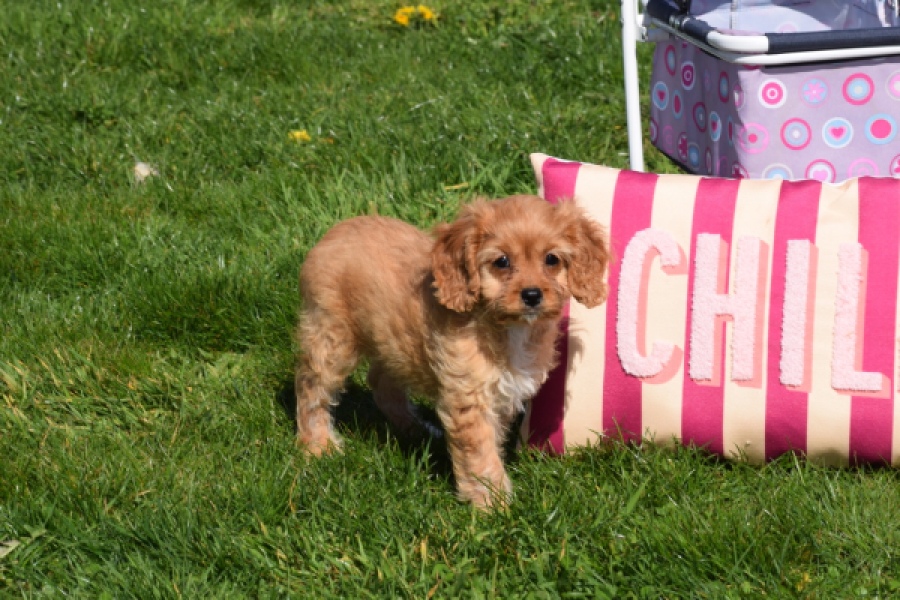 Cavapoo (teef) 30639