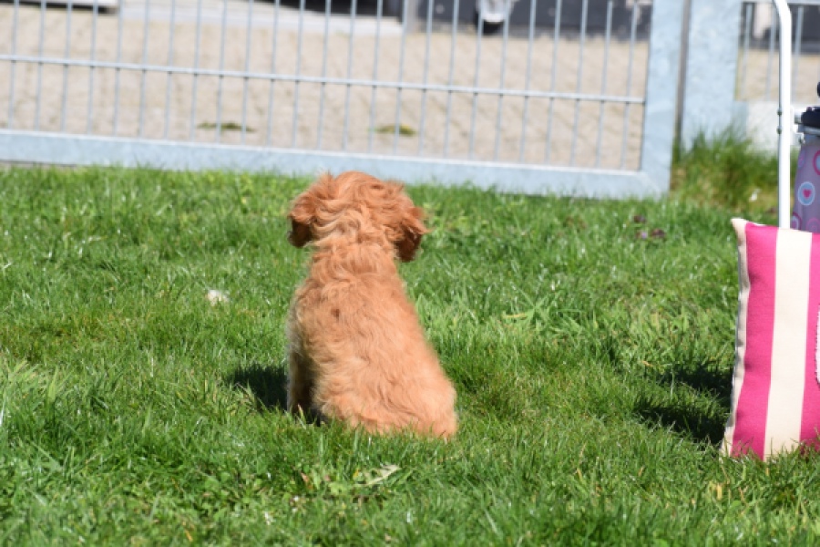 Cavapoo (teef) 30639