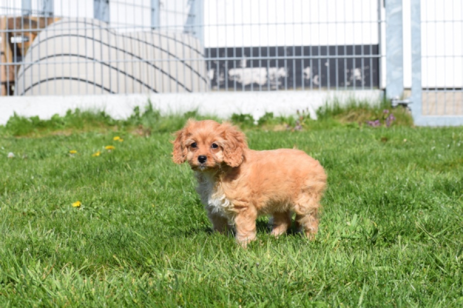 Cavapoo (teef) 30639