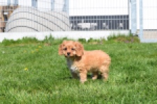 Cavapoo (teef) 30639
