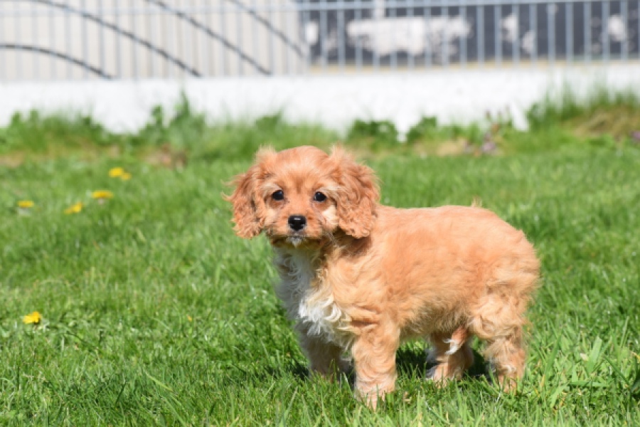 Cavapoo (teef) 30639