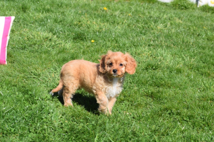 Cavapoo (teef) 30639