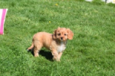 Cavapoo (teef) 30639