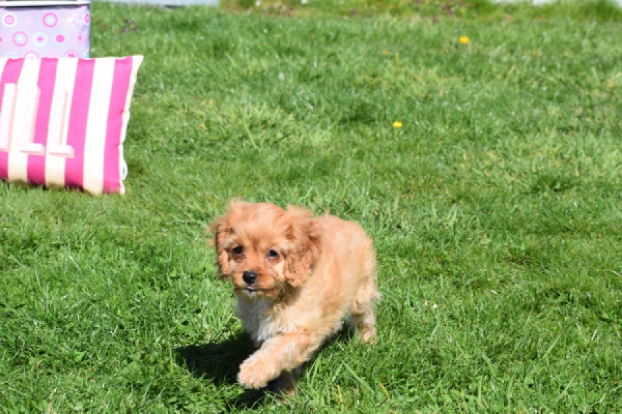 Cavapoo (teef) 30639