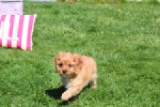 Cavapoo (teef) 30639