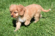 Cavapoo (teef) 30639