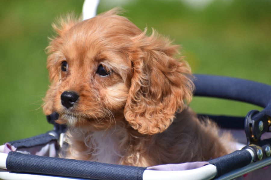 Cavapoo (teef) 30639