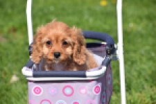 Cavapoo (teef) 30639