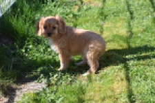 Cavapoo (teef) 30639