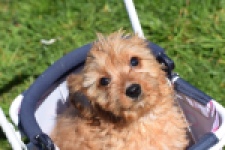 Cavapoo (reu) 30634