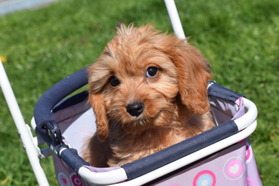 Cavapoo (reu) 30634
