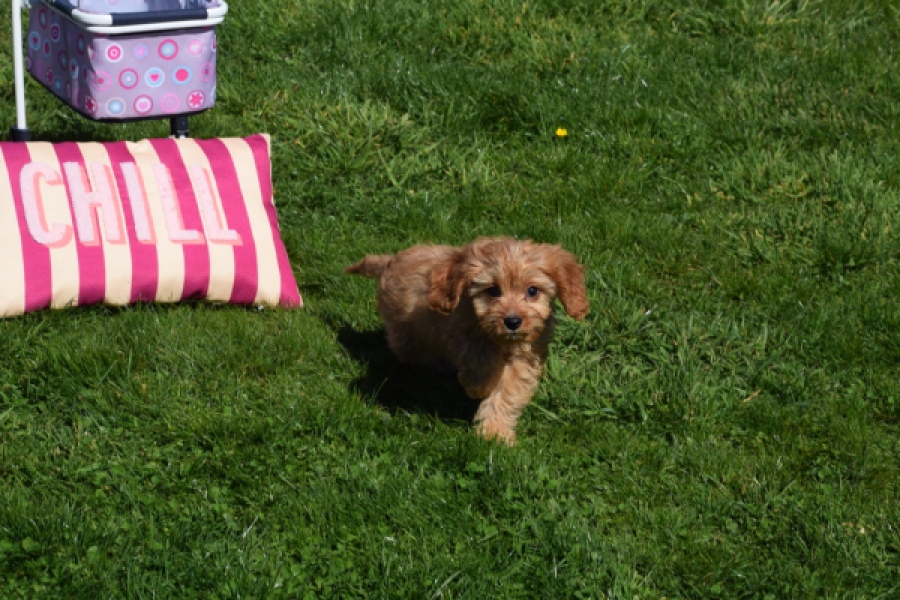 Cavapoo (reu) 30634