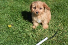 Cavapoo (reu) 30634