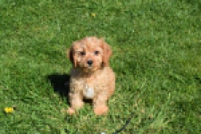 Cavapoo (reu) 30634