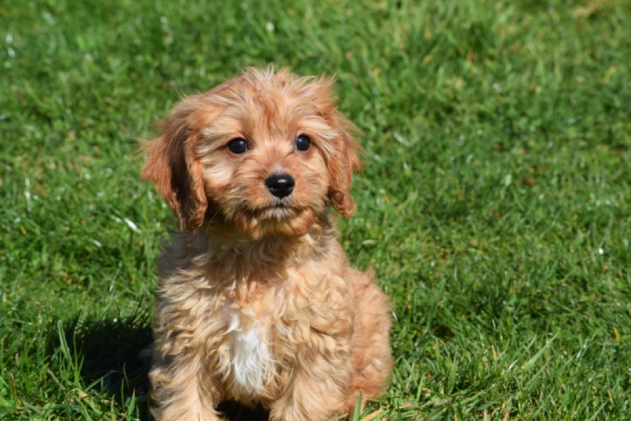 Cavapoo (reu) 30634