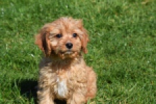Cavapoo (reu) 30634