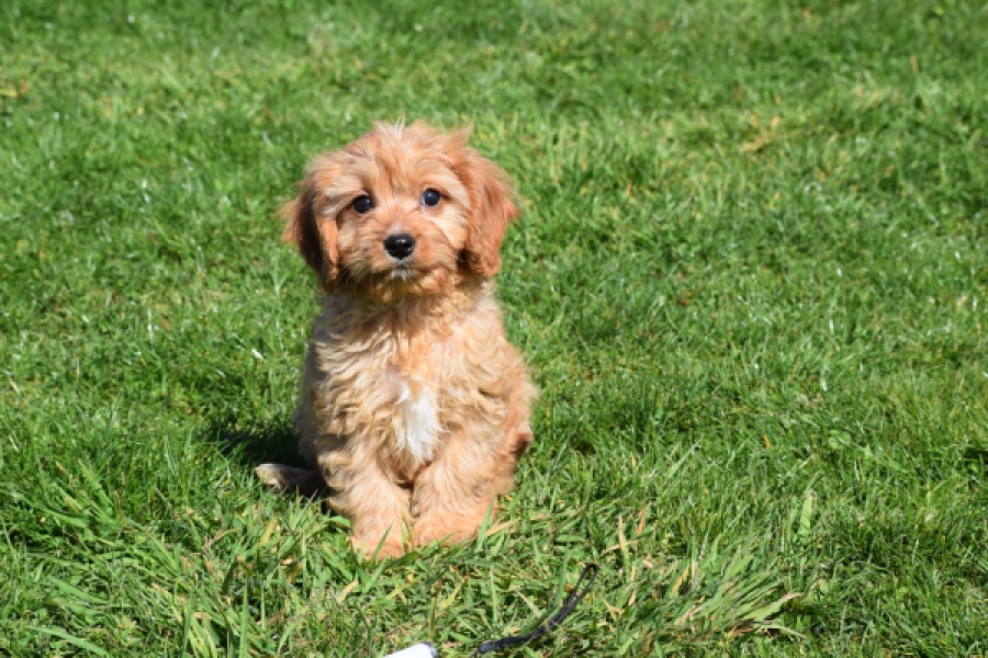 Cavapoo (reu) 30634