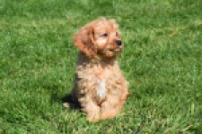 Cavapoo (reu) 30634