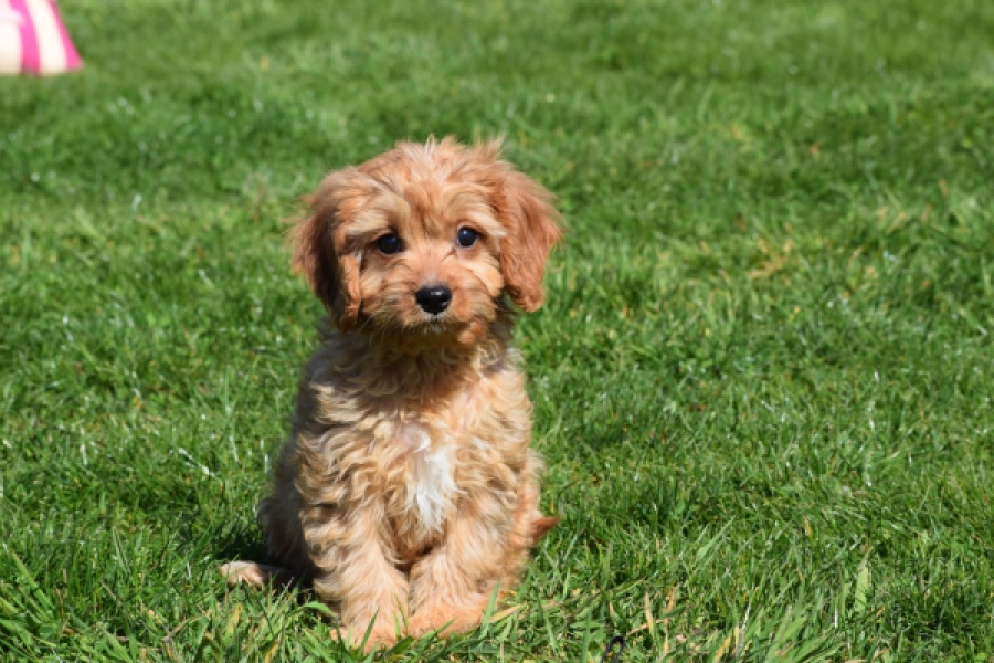 Cavapoo (reu) 30634