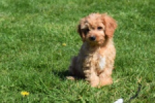 Cavapoo (reu) 30634
