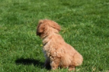 Cavapoo (reu) 30634