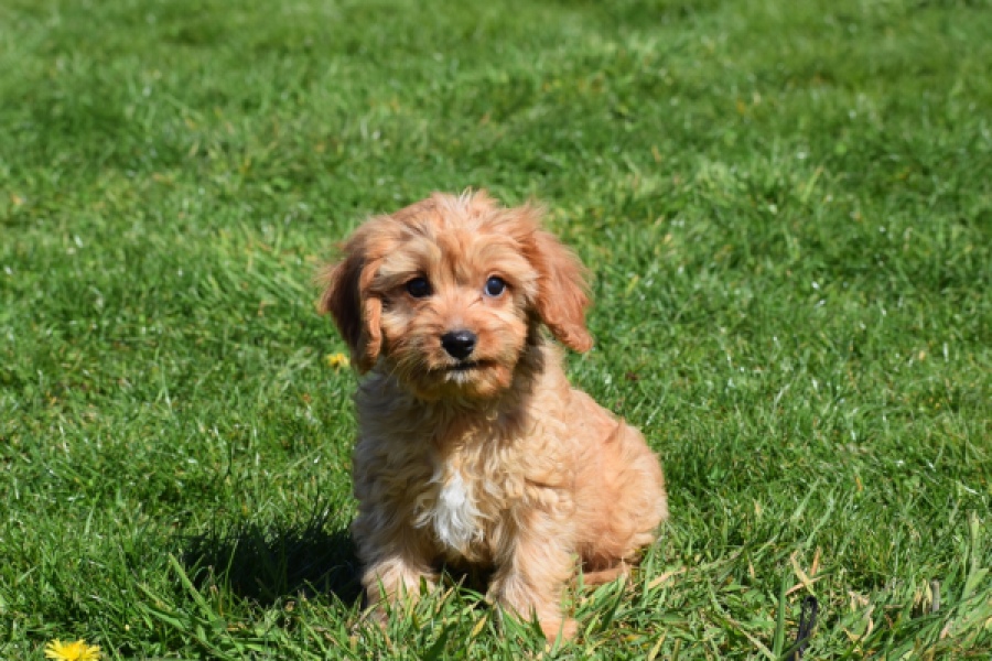 Cavapoo (reu) 30634